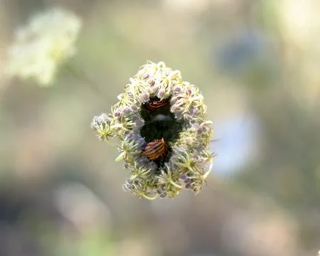 Insects in an elderflower Stock Photos