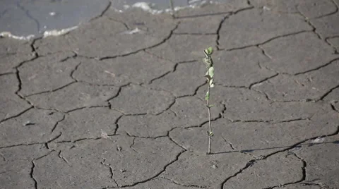 Insects escaped death when the tide in mangrove forest, video HD Stock Footage 52052178