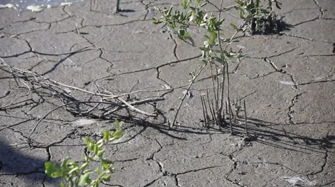 Insects escaped death when the tide in mangrove forest, video HD Stock Footage 53133220