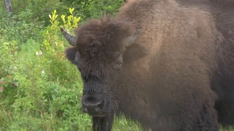 Insects on face of bison 1 Stock Footage 119435257