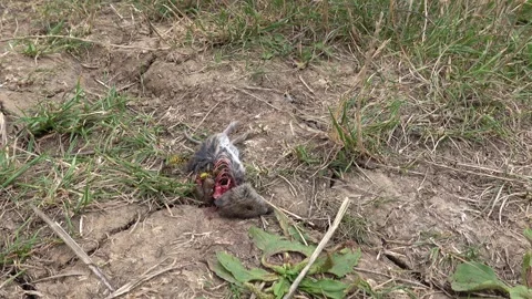 Insects feast on a dead mouse Video stock 314584233