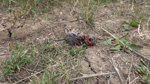Insects feast on a dead mouse slow motion Stock Footage 314584214
