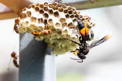 Insects feed on the larvae of the insect. Stock Photos