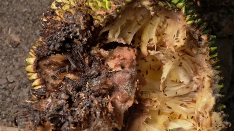 Insects Feeding on Rotten Jackfruit in Tropical Macro Scene Видео 335866397