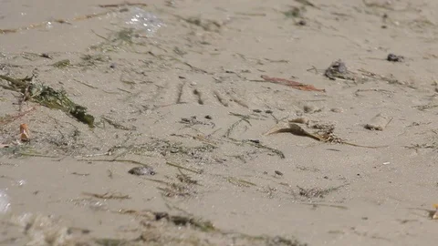 Insects Flies on the Sand Stock Footage 70729468