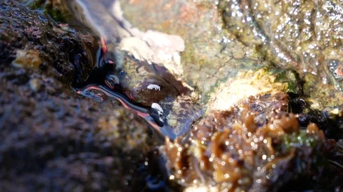 Insects float on water Stock Footage 79627462