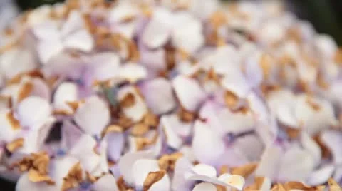 Insects on a flower Stock Footage 10736490