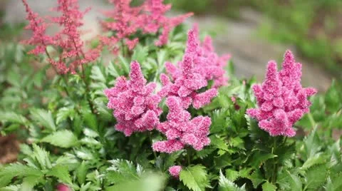 Insects on flower Stock Footage 22019965