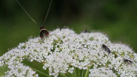 Insects on a flower Stock Footage 53859801