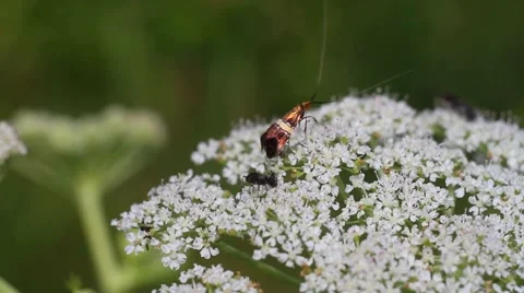 Insects on a flower Stock Footage 53860836