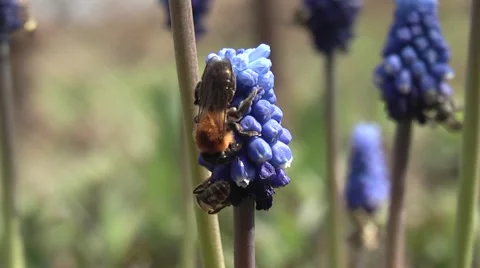Insects on the flower hyacinth Stock Footage 4344818