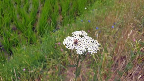 Insects on flower Stock Photos