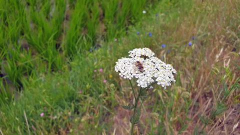 Insects on flower Stock Photos
