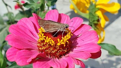 Insects on flower Stock Photos