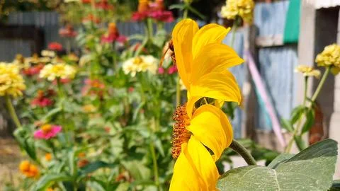 Insects on flower Stock Photos