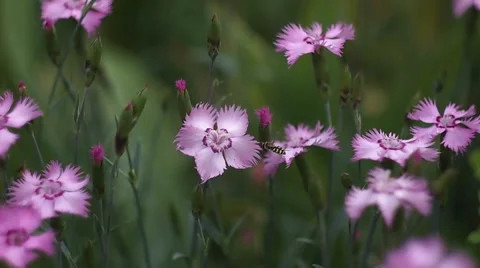 Insects on flowers Stock-Footage 51833436