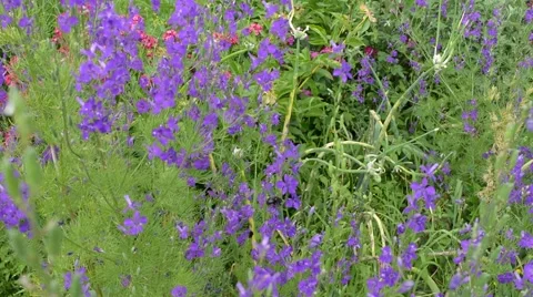 Insects on the flowers 動画素材 52055780