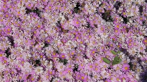 Insects on flowers Stock Footage 81198106