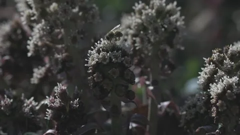 Insects of flowers. Stock Footage 247521878