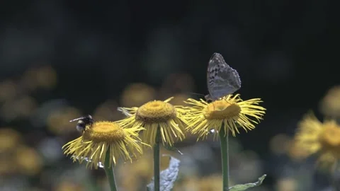 Insects of flowers Stock Footage 247522904