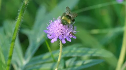 Insects on flowers Stock Footage 278865958