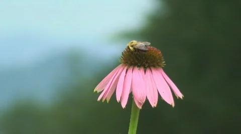 Insects on Flowers - HD Vídeos de archivo 157089