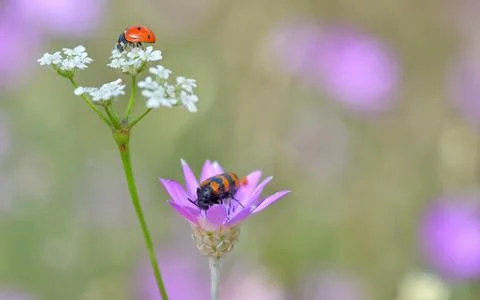 Insects on flowers Free Stock Photos