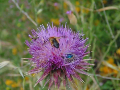Insects on flowers in spring Stock Photos
