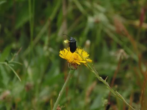 Insects on flowers in spring Stock Photos