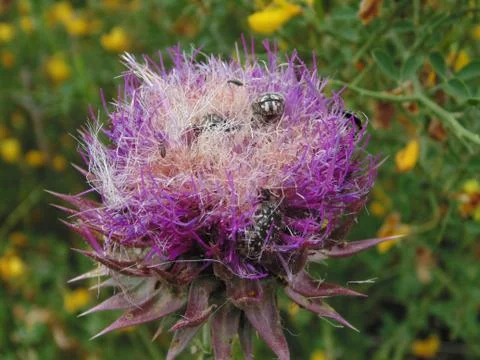 Insects on flowers in spring Stock Photos