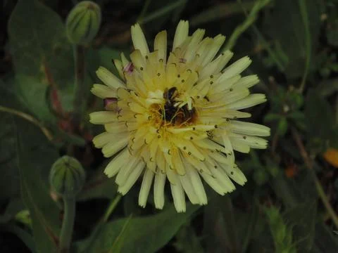 Insects on flowers in spring Stock Photos