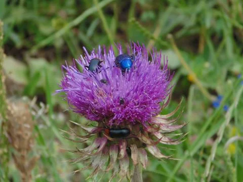 Insects on flowers in spring Stock Photos