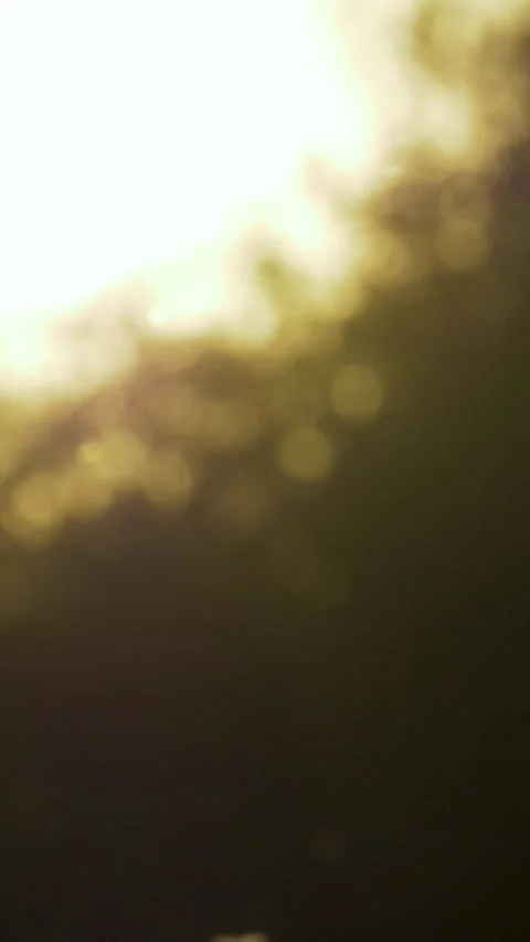 Insects flutter through sunlit air on peaceful summer evening 스톡 동영상 339771079