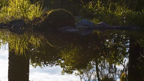 Insects fluttering over water Stock Footage 114049964
