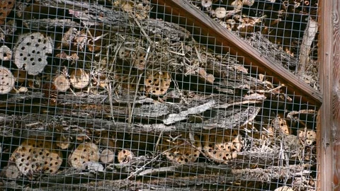 Insects fly in and out of the bug hotel. insect house in the park Stock Footage 331247334