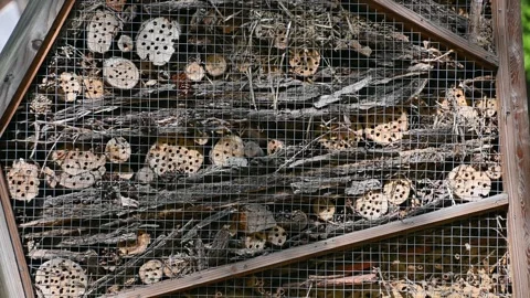Insects fly in and out of the bug hotel. insect house in the park Stock Footage 331247379