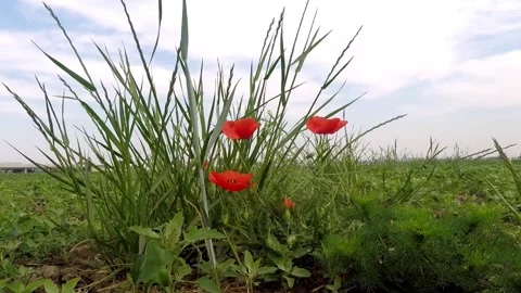 Insects fly around flowers 動画素材 130494449