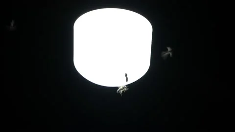 Insects fly around the lamp Vidéo 164179715