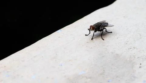 Insects fly close to nature Stock Photos