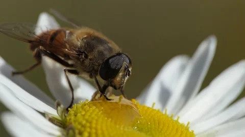 Insects. The fly feeds on a Daisy that sways in the wind. Stock-Footage 139248492