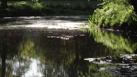 Insects fly on the lake. The setting sun. Spring park. Stock Footage 138316689