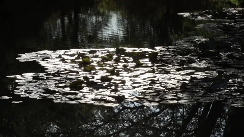 Insects fly on the lake. The setting sun. Spring park. Stock Footage 138316699