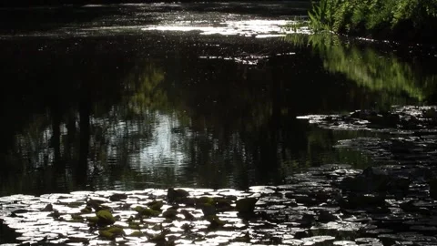 Insects fly on the lake. The setting sun. Spring park. Stock Footage 138316708
