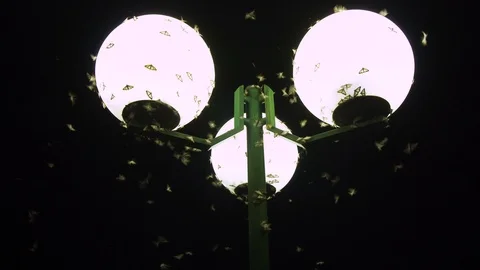 Insects fly into the light. Insects playing bulb light at night Stock Footage 94091434