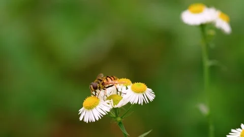 Insects: fly looks like a bee Stock Footage 202605170