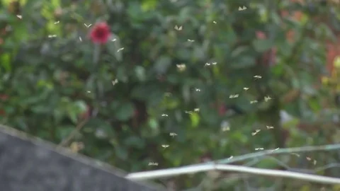Insects Fly Over the Bush Stock Footage 72436504