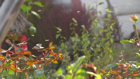 Insects Fly Over the Bush Stock Footage 72436541