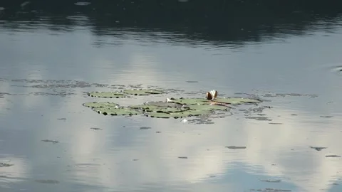 Insects fly over the surface of the lake Stock Footage 252291256
