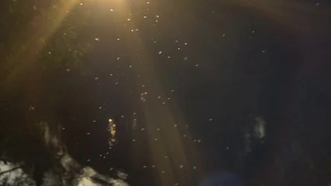 An insects fly over the water in the sunlight Video stock 80361991