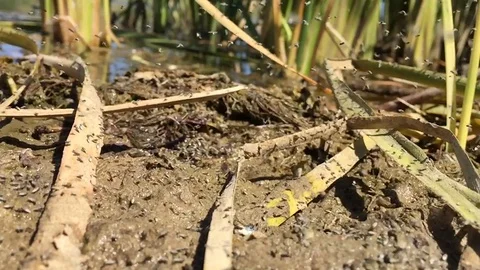 Insects fly in the swamp Stock Footage 114450934